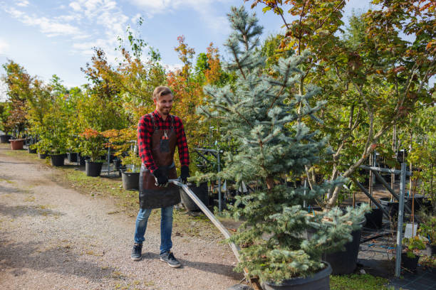 Best Tree Root Removal  in Barrett, TX